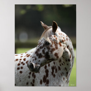 Bob Langrish   Appaloosa Stehend Headshot Poster
