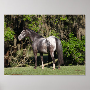 Bob Langrish Appaloosa Stehend Poster