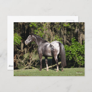 Bob Langrish   Appaloosa Stehend Postkarte