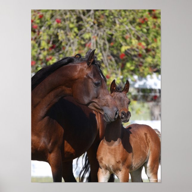 Bob Langrish | Arab Mare and Foal Stehend Poster (Vorne)