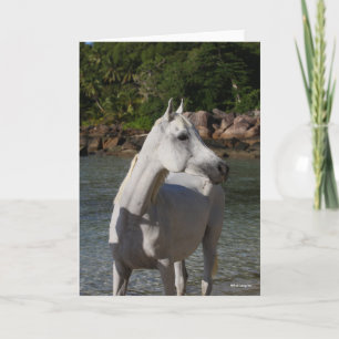 Bob Langrish Arab Mare Stehend in Water Headshot Karte
