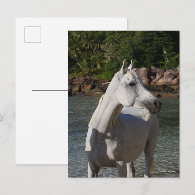 Bob Langrish Arab Mare Stehend in Water Headshot Postkarte (Vorne/Hinten)