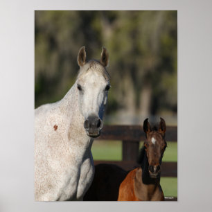 Bob Langrish Arab Mare und Foal Stehend Headshot Poster