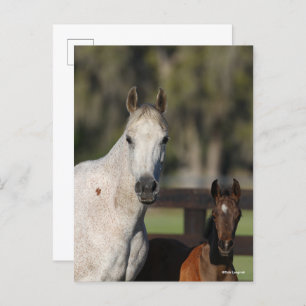 Bob Langrish Arab Mare und Foal Stehend Headshot Postkarte