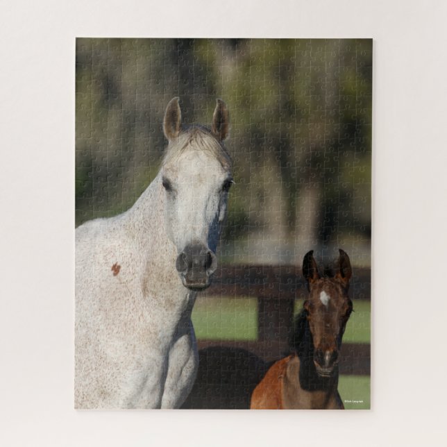 Bob Langrish Arab Mare und Foal Stehend Headshot Puzzle (Vertikal)