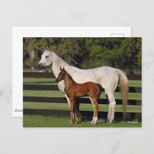 Bob Langrish Arab Mare und Foal Stehend Postkarte