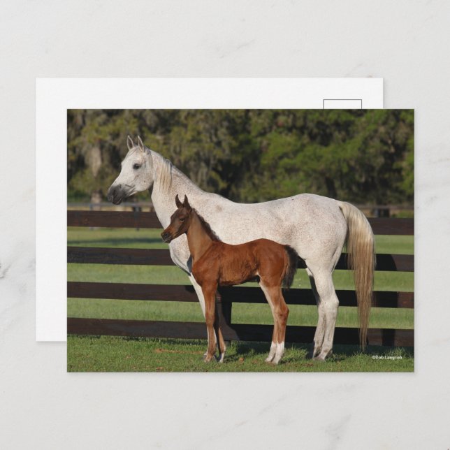 Bob Langrish Arab Mare und Foal Stehend Postkarte (Vorne/Hinten)