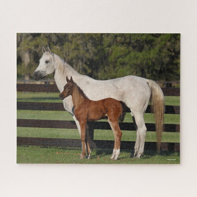 Bob Langrish Arab Mare und Foal Stehend Puzzle (Horizontal)