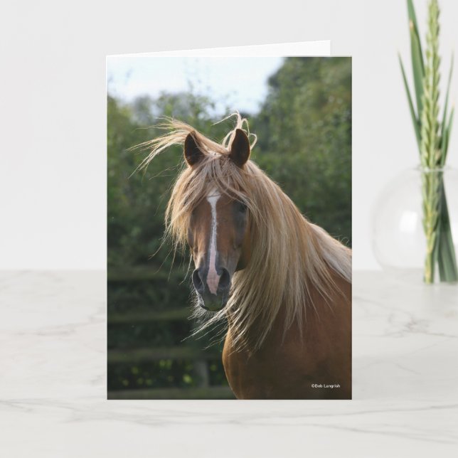 Bob Langrish | Arab Stallion Headshot Karte (Vorderseite)