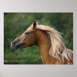 Bob Langrish Arab Stallion Headshot Manflows Poster