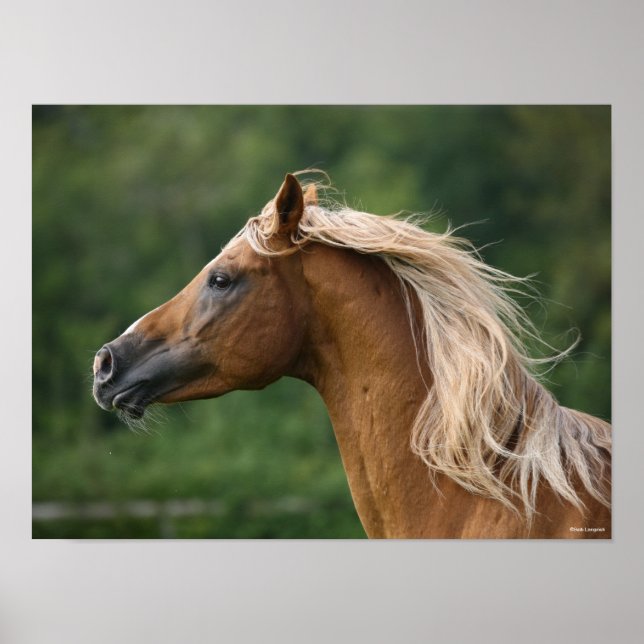 Bob Langrish | Arab Stallion Headshot Manflows Poster (Vorne)