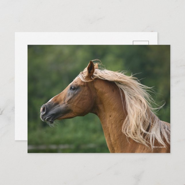 Bob Langrish | Arab Stallion Headshot Manflows Postkarte (Vorne/Hinten)