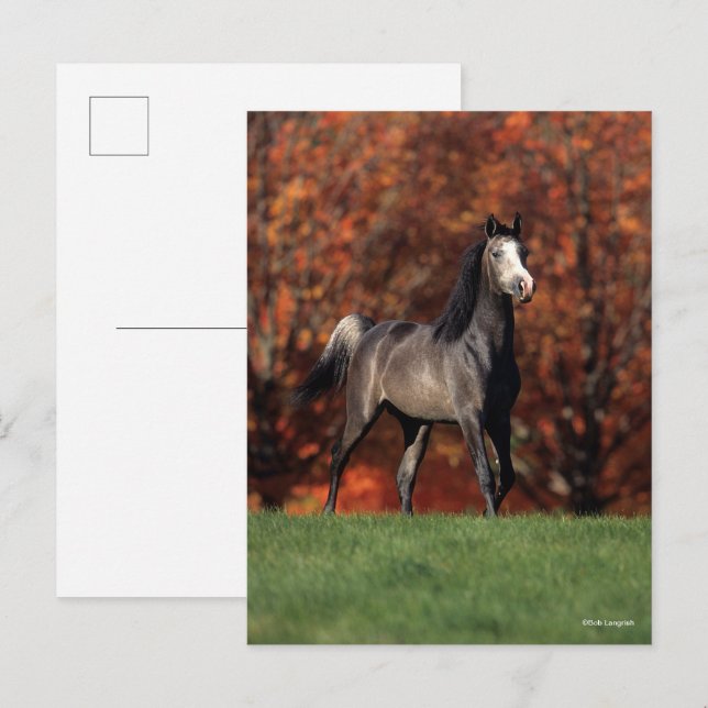 Bob Langrish | Arab Standing Autumn Background Postkarte (Vorne/Hinten)