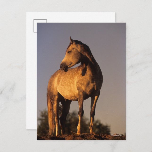 Bob Langrish | Arab Standing On Hill At Sunset Postkarte (Vorne/Hinten)