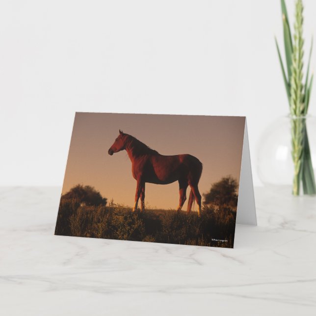 Bob Langrish | Arabisch Stehend in Sunset Karte (Vorderseite)