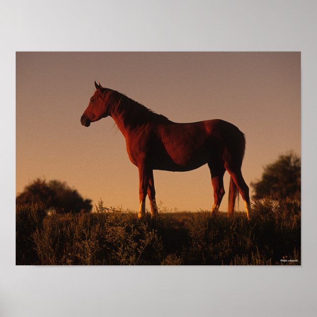 Bob Langrish | Arabisch Stehend in Sunset Poster (Vorne)