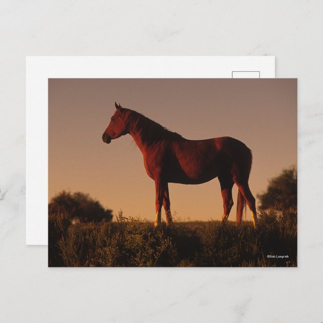 Bob Langrish | Arabisch Stehend in Sunset Postkarte (Vorne/Hinten)