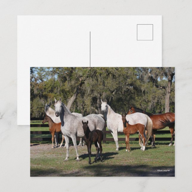 Bob Langrish | Arabische Mares und Fohlen Stehend Postkarte (Vorne/Hinten)