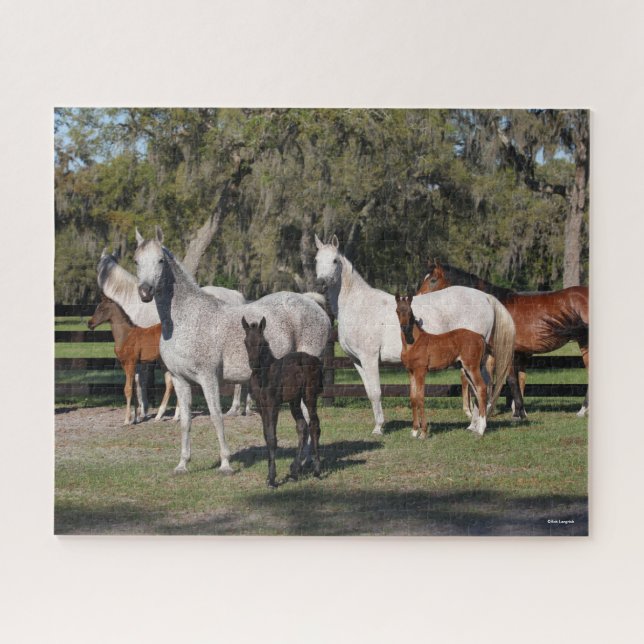 Bob Langrish | Arabische Mares und Fohlen Stehend Puzzle (Horizontal)