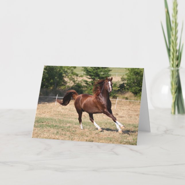 Bob Langrish | Arabischer Kastanienhengst mit Runn Karte (Vorderseite)