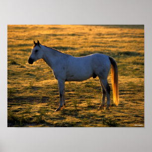 Bob Langrish   Arabischer Stehender Backlit Poster