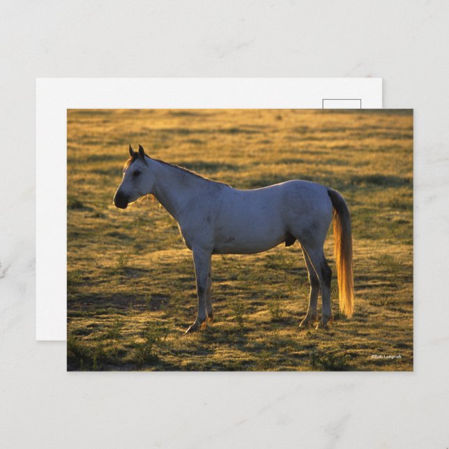Bob Langrish | Arabischer Stehender Backlit Postkarte (Vorne/Hinten)