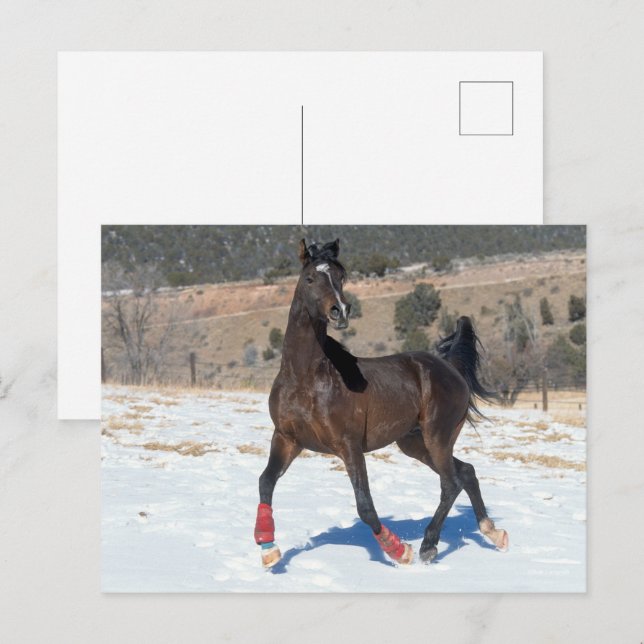 Bob Langrish | Arabisches Pferd in der Bucht im Sc Postkarte (Vorne/Hinten)