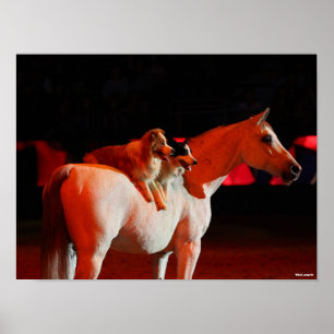 Bob Langrish   Arabisches Pferd Stehend mit Hunden Poster