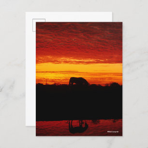 Bob Langrish   Arabisches Pferdeweiden bei Sonnenu Postkarte