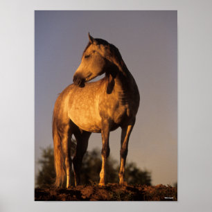 Bob Langrish   Arabisches Stehend auf dem Hügel be Poster