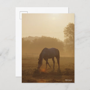 Bob Langrish   Arabisches Weiden bei Sonnenunterga Postkarte