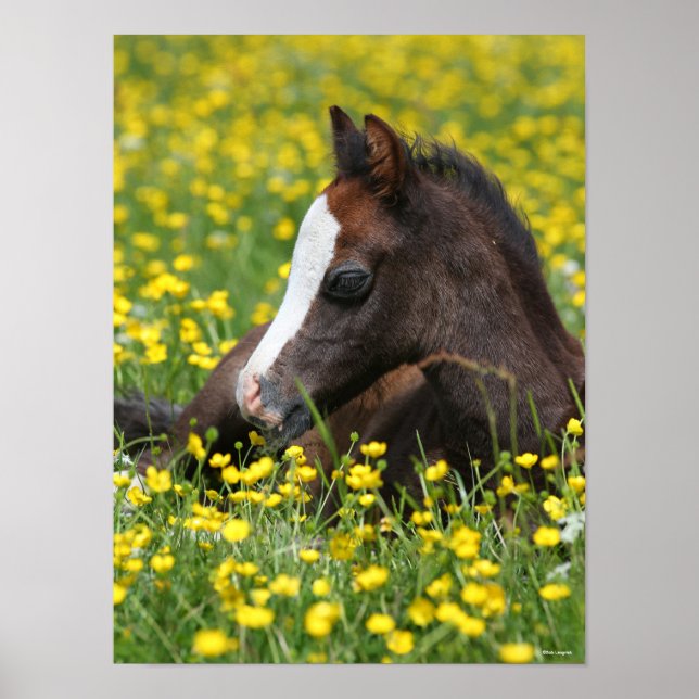 Bob Langrish | Ausruhen von Pony Foal in Blume Poster (Vorne)