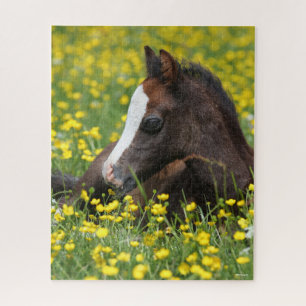 Bob Langrish   Ausruhen von Pony Foal in Blume Puzzle