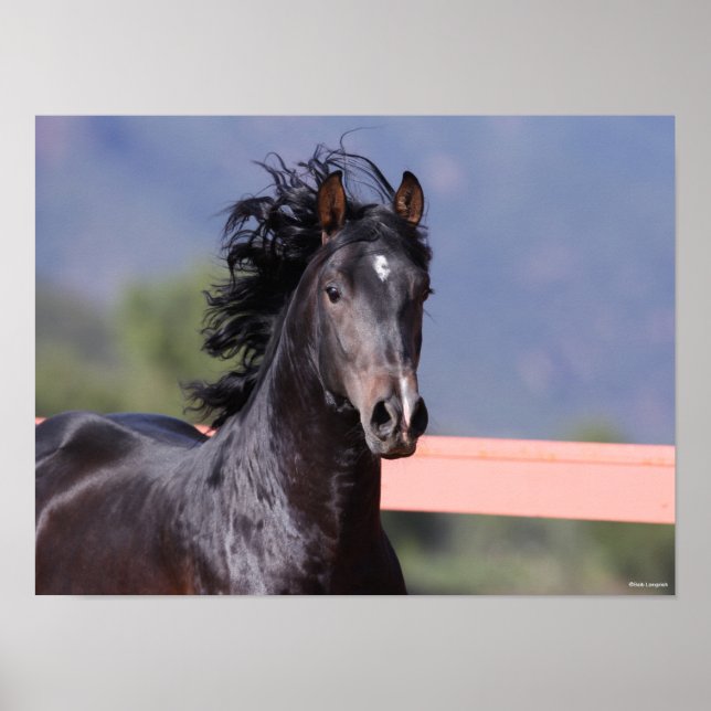 Bob Langrish | Back Andalucian Headshot Poster (Vorne)