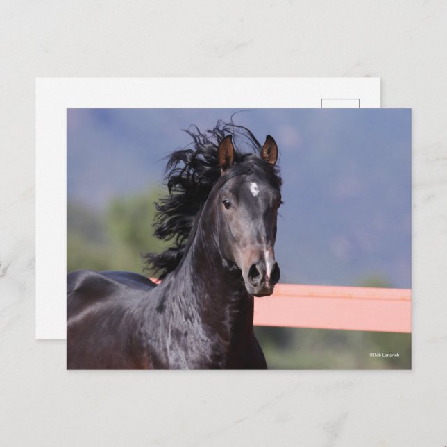 Bob Langrish | Back Andalucian Headshot Postkarte (Vorne/Hinten)