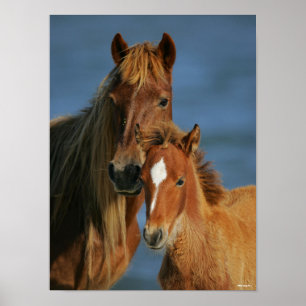 Bob Langrish Banker Pony Mare and Foal Headshot Poster