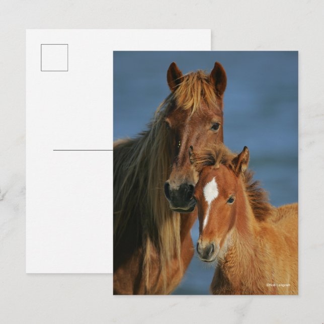 Bob Langrish | Banker Pony Mare and Foal Headshot Postkarte (Vorne/Hinten)