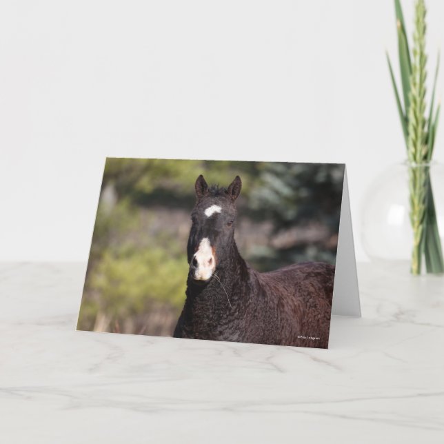 Bob Langrish | Bashkir Curly Mare Headshot Karte (Vorderseite)