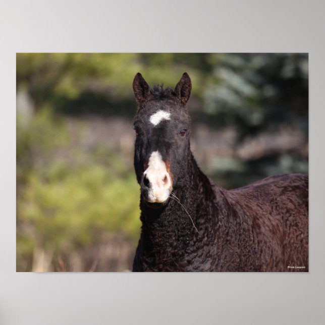 Bob Langrish | Bashkir Curly Mare Headshot Poster (Vorne)