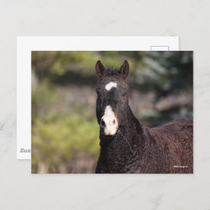 Bob Langrish   Bashkir Curly Mare Headshot Postkarte