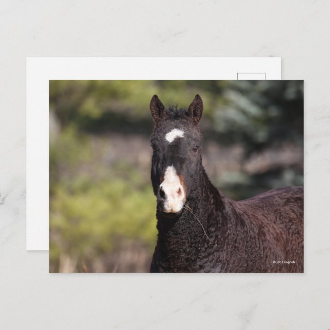 Bob Langrish | Bashkir Curly Mare Headshot Postkarte (Vorne/Hinten)