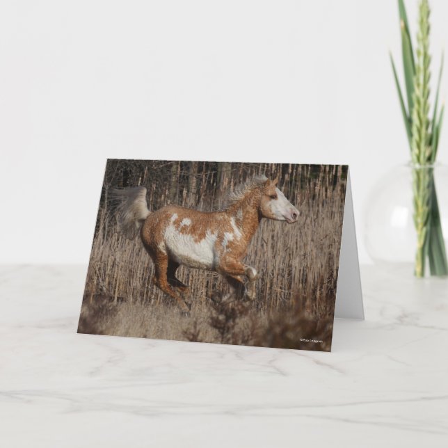 Bob Langrish | Bashkir Curly Stallion Running Karte (Vorderseite)