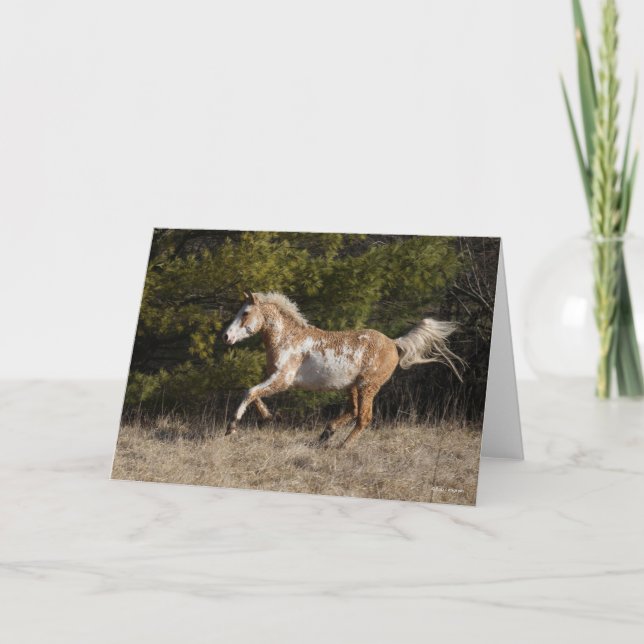 Bob Langrish | Bashkir Curly Stallion Running Karte (Vorderseite)