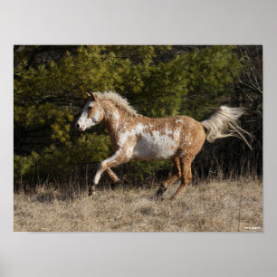 Bob Langrish Bashkir Curly Stallion Running Poster