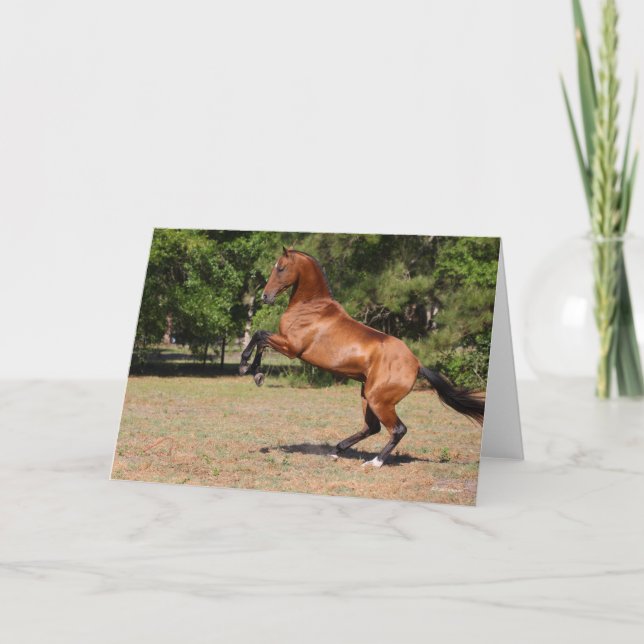 Bob Langrish | Bay Akhal Teke Stallion Karte (Vorderseite)