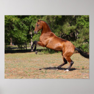 Bob Langrish Bay Akhal Teke Stallion Poster