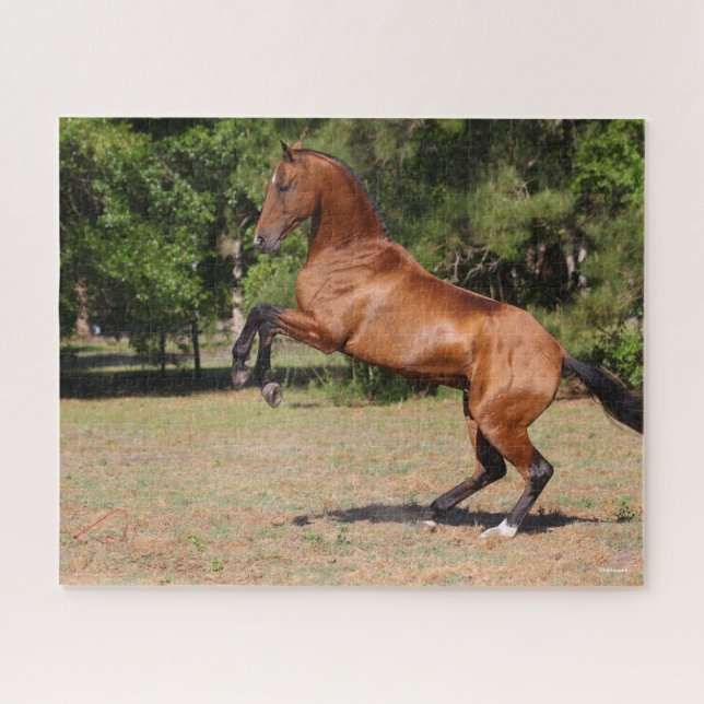 Bob Langrish | Bay Akhal Teke Stallion Puzzle (Horizontal)