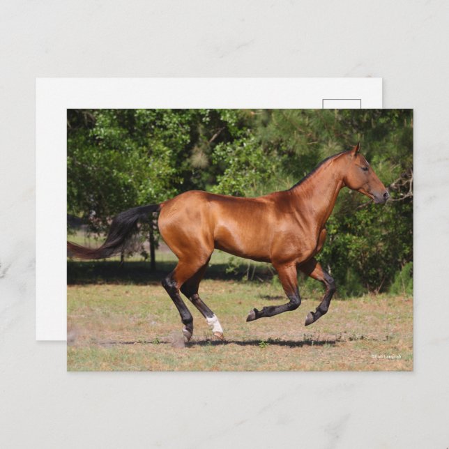 Bob Langrish | Bay Akhal Teke Stallion Running Postkarte (Vorne/Hinten)