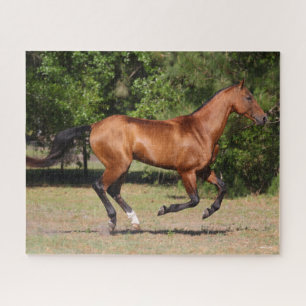 Bob Langrish   Bay Akhal Teke Stallion Running Puzzle