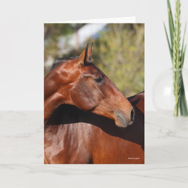 Bob Langrish | Bay Andalucian Headshot Karte (Vorderseite)